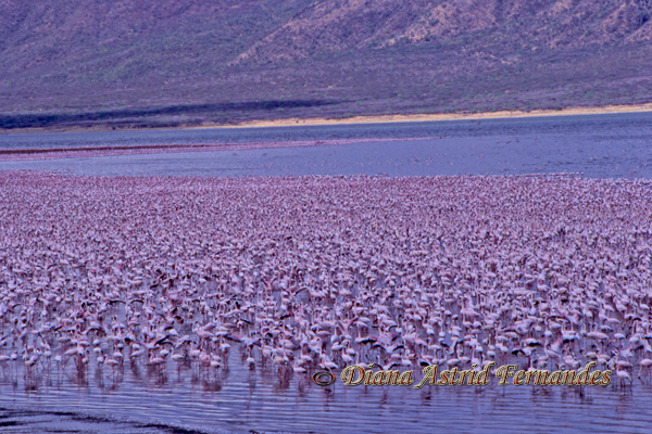 Flamingo-Lake-Bogoria-Kenya